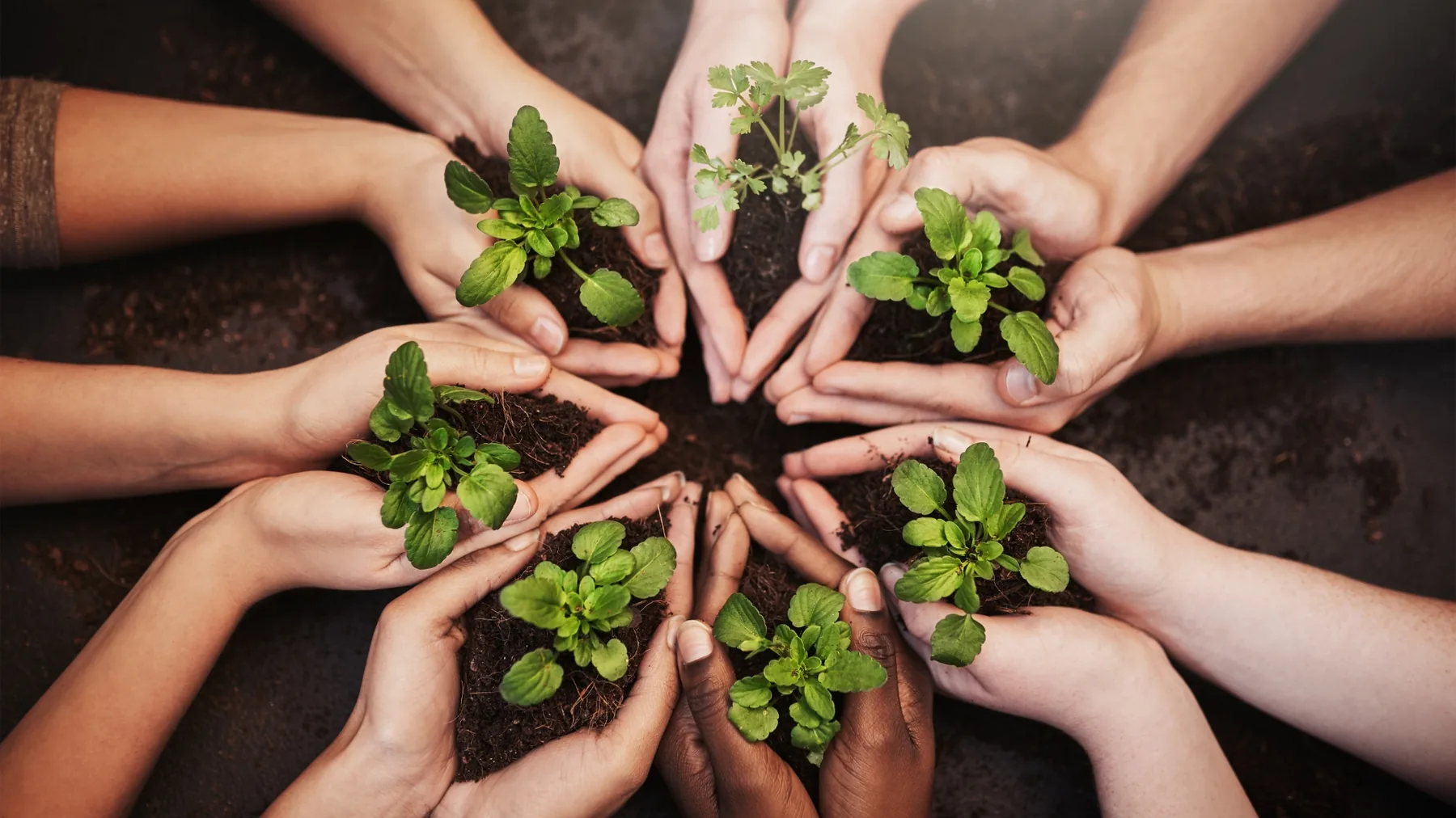 Hands from many people cupping soil and young plants